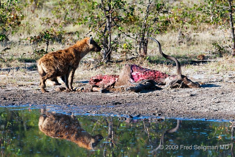20090617_090645 D300 (1) X1.jpg - Hyena Feeding Frenzy Part 1.  A group of 4-5 hyenas are feeding on a dead Kudu.  This set of about 12 photos are over a period of an hour, approximately 8-9 AM.  Whether the hyenas made the kill or not could not be established